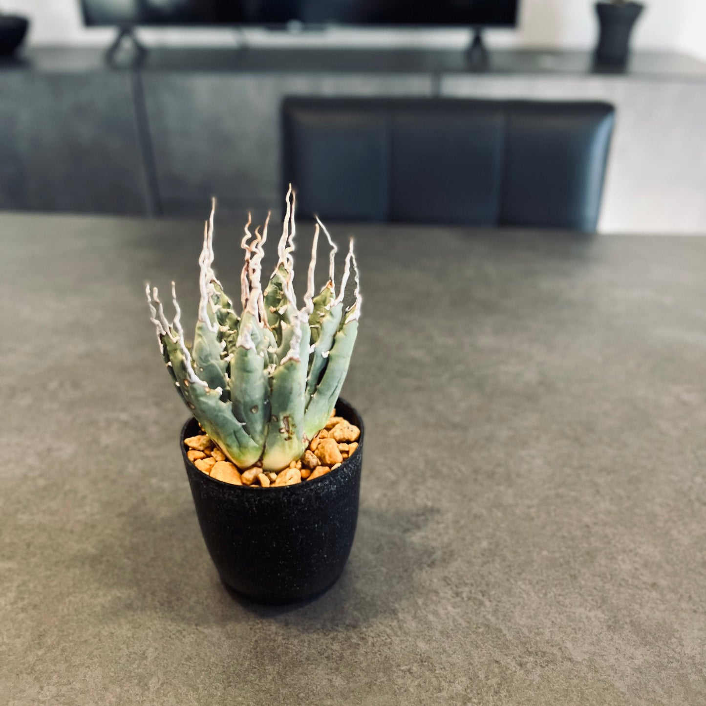 エボリスピナ 陽炎 ウネリ アガベ ユタエンシス 用土 植え替え 安い 販売 育て方 |LAVELLI(ラヴェリ)