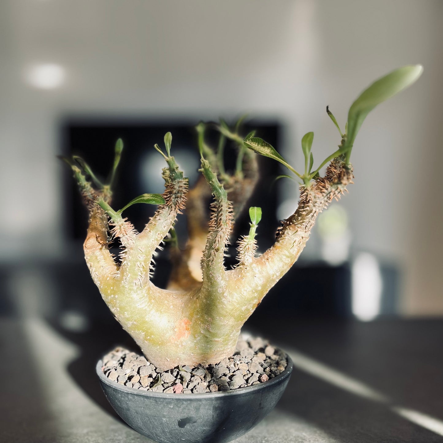 パキポディウム デンシフローラム 現地球 大株 グラキリス 用土 植え替え 特徴