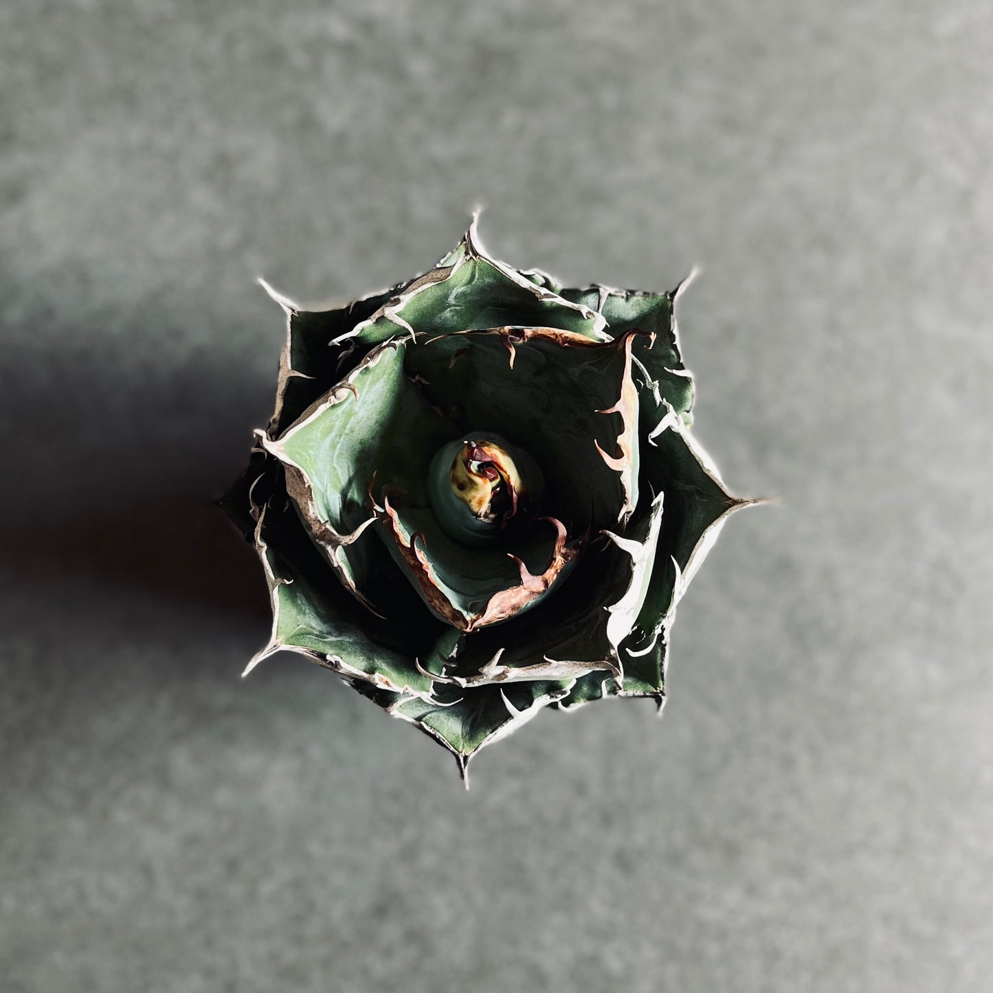 アガベ チタノタ 白鯨 「牡丹葉」 中株 ホワイトホエール ベアルート株 鉢付き 発根管理中 AGV-002