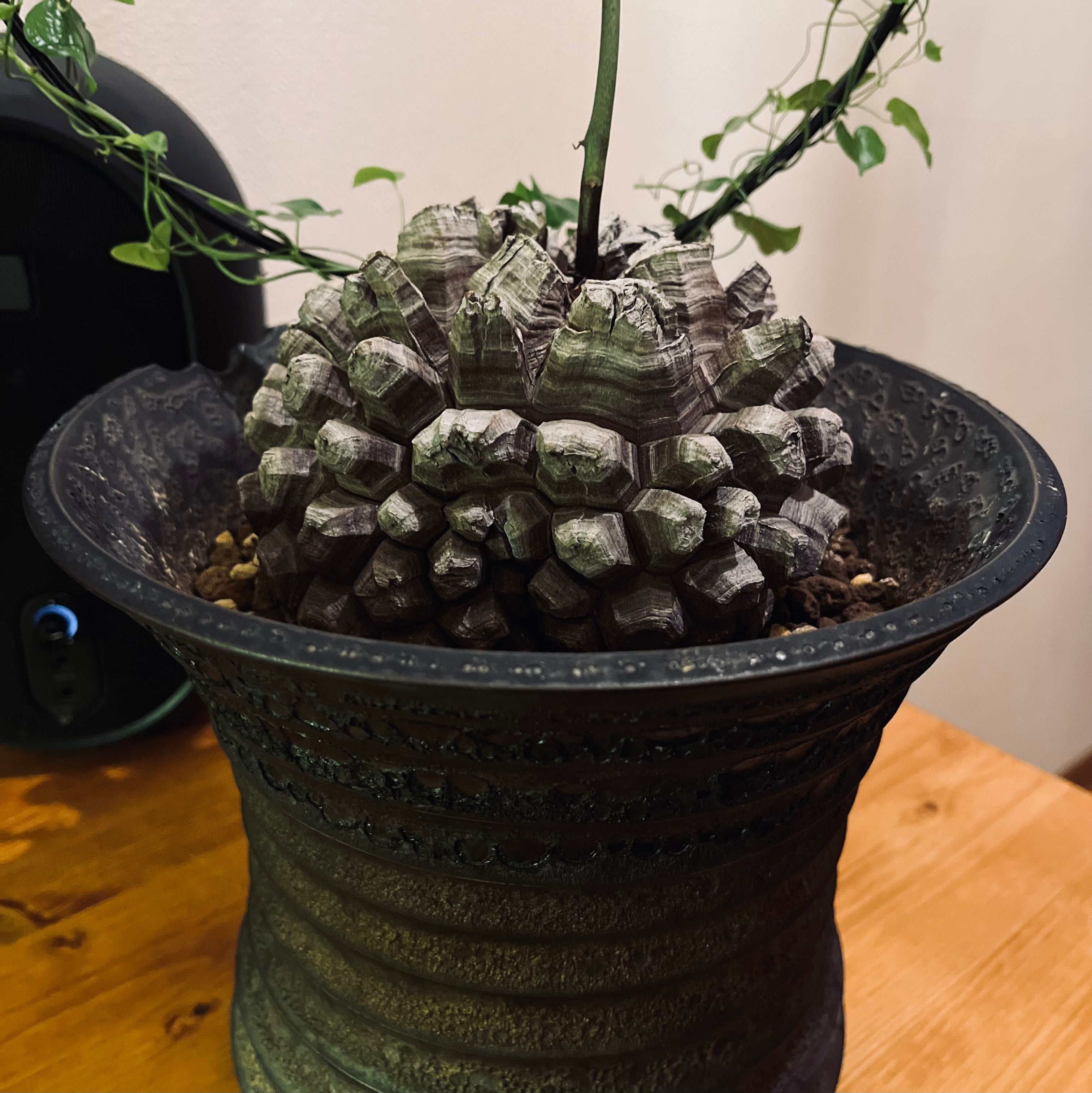 亀甲竜とは?特徴や育て方、おすすめの用土等をご紹介【冬型の塊根植物】 – LAVELLI
