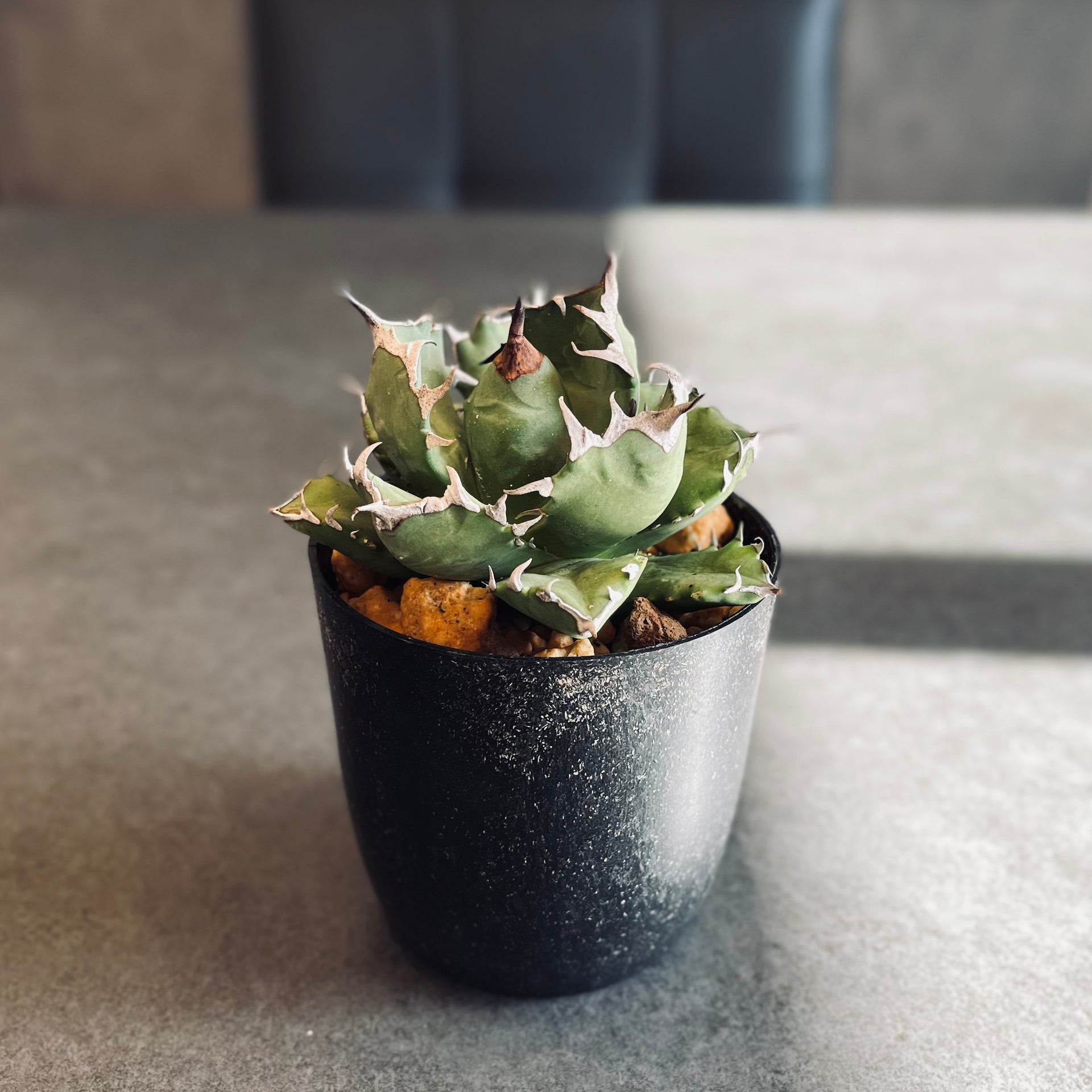 アガベ チタノタ 姫巌竜 肉厚 良型 Agave Titanota  